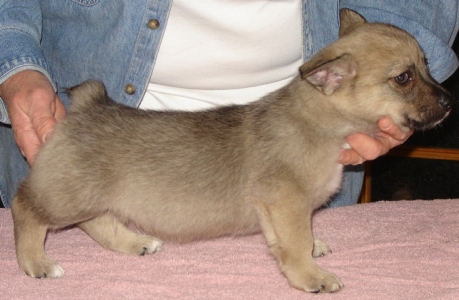 emil x maggie litter